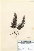 藏品(華東瓶蕨)的圖片